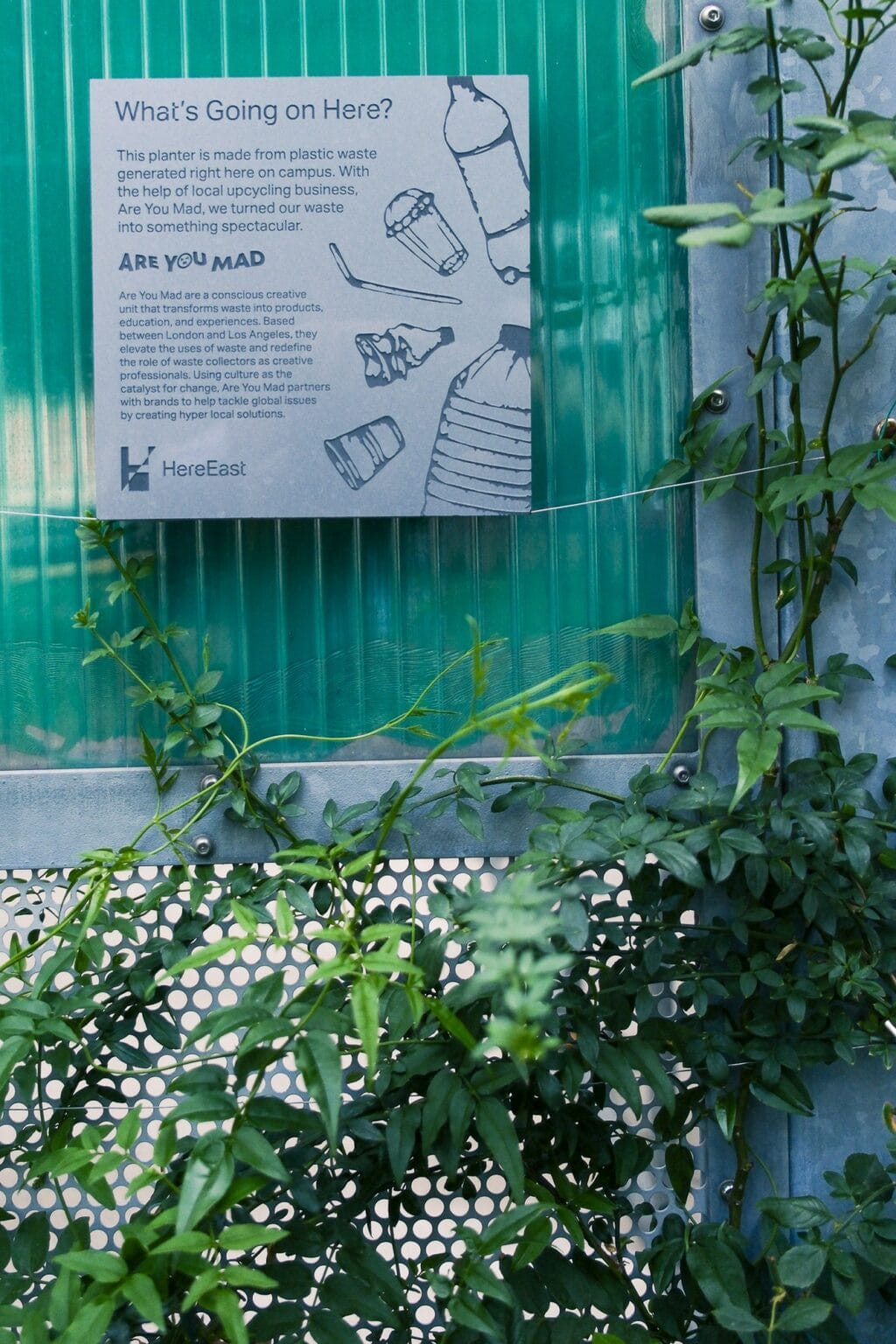 Green wall and planting in a London workplace